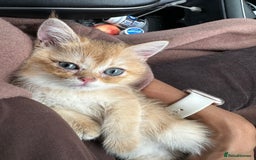 British Shorthair cats for sale: Pedigree Golden BSH Black tipped kitten  - Image 5