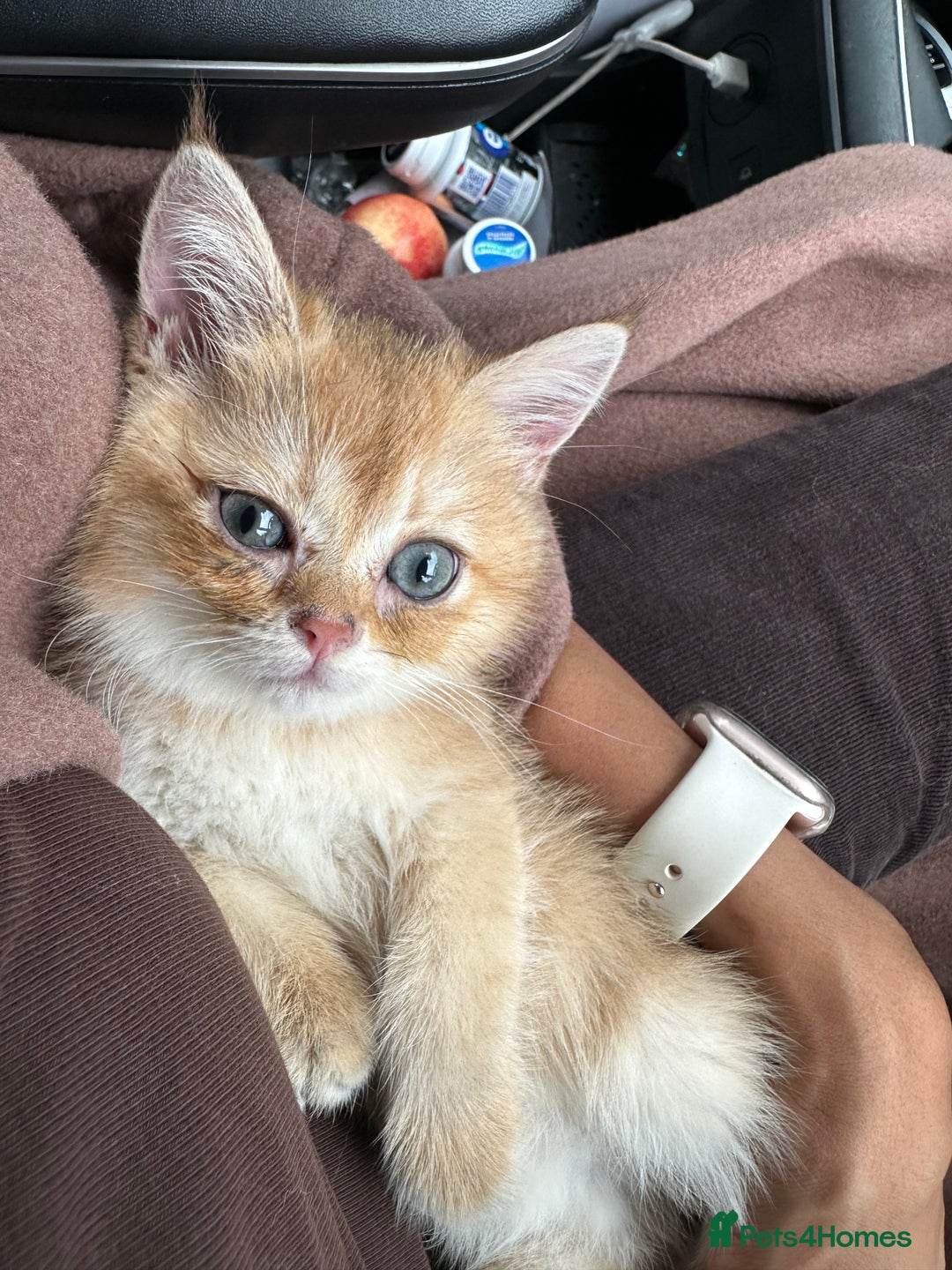 British Shorthair cats for sale: Pedigree Golden BSH Black tipped kitten  - Image 5