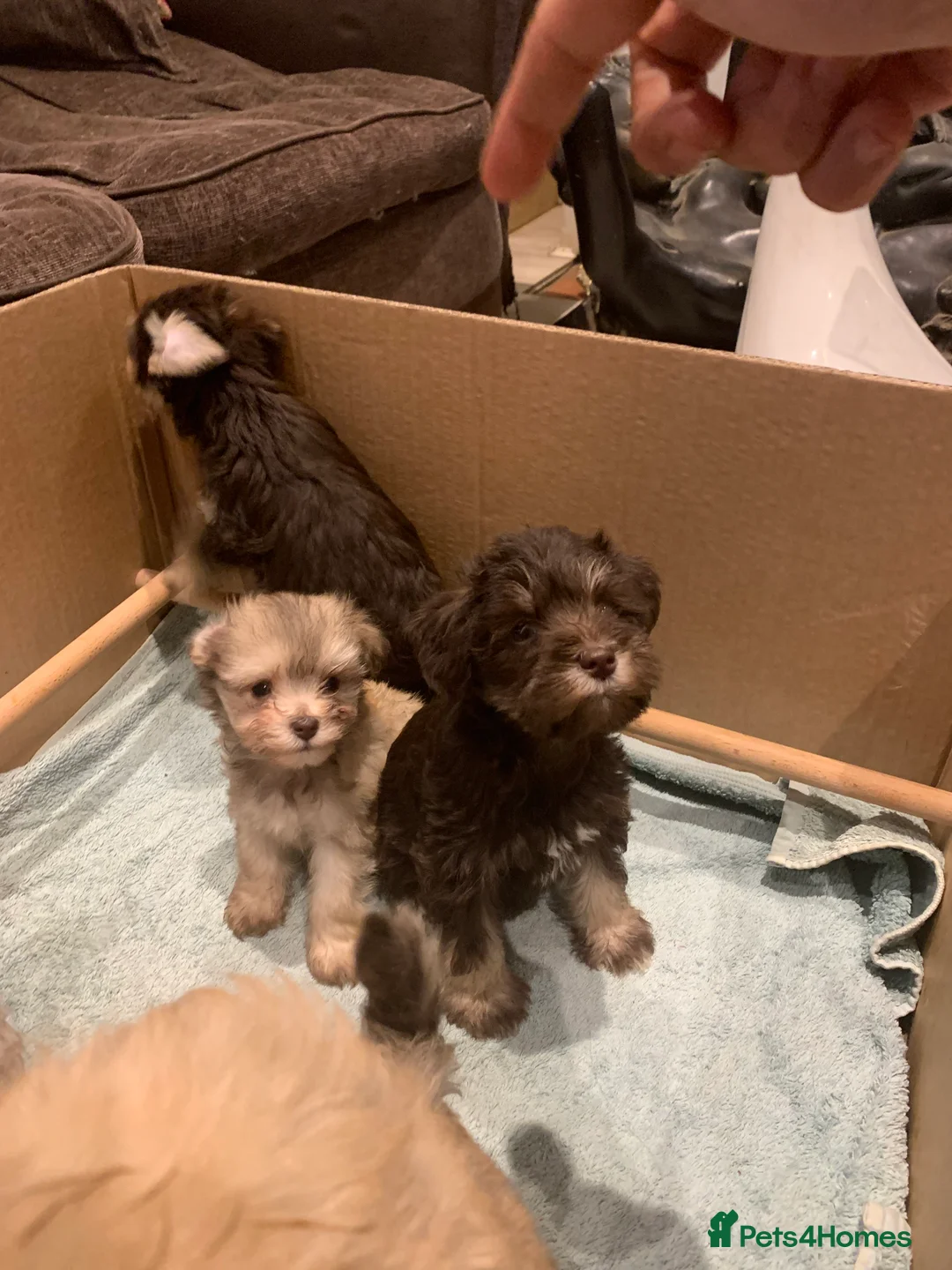 Miniature Schnauzer dogs for sale: Stunning Rare Parti-colour Miniature Schnauzer’s - Advert 9