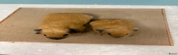 Guinea Pig rodents for sale: Buff Black Point Californian Male Pair - Advert 4