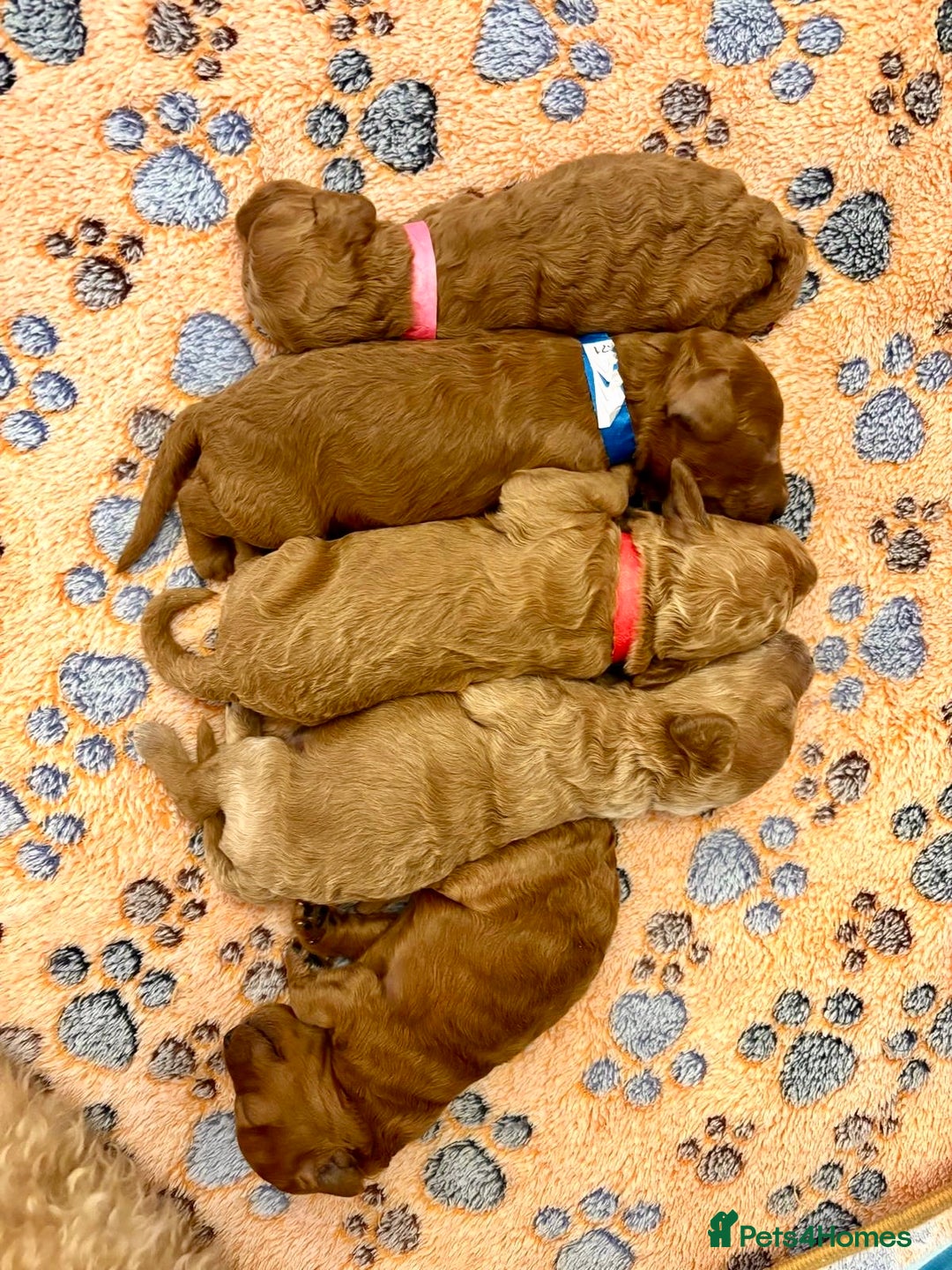 Miniature Poodle dogs for sale: **All Reserved** Stunning Deep Red Mini Poodle - Advert 15