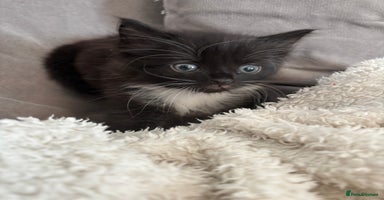 British Shorthair cats - Advert 12