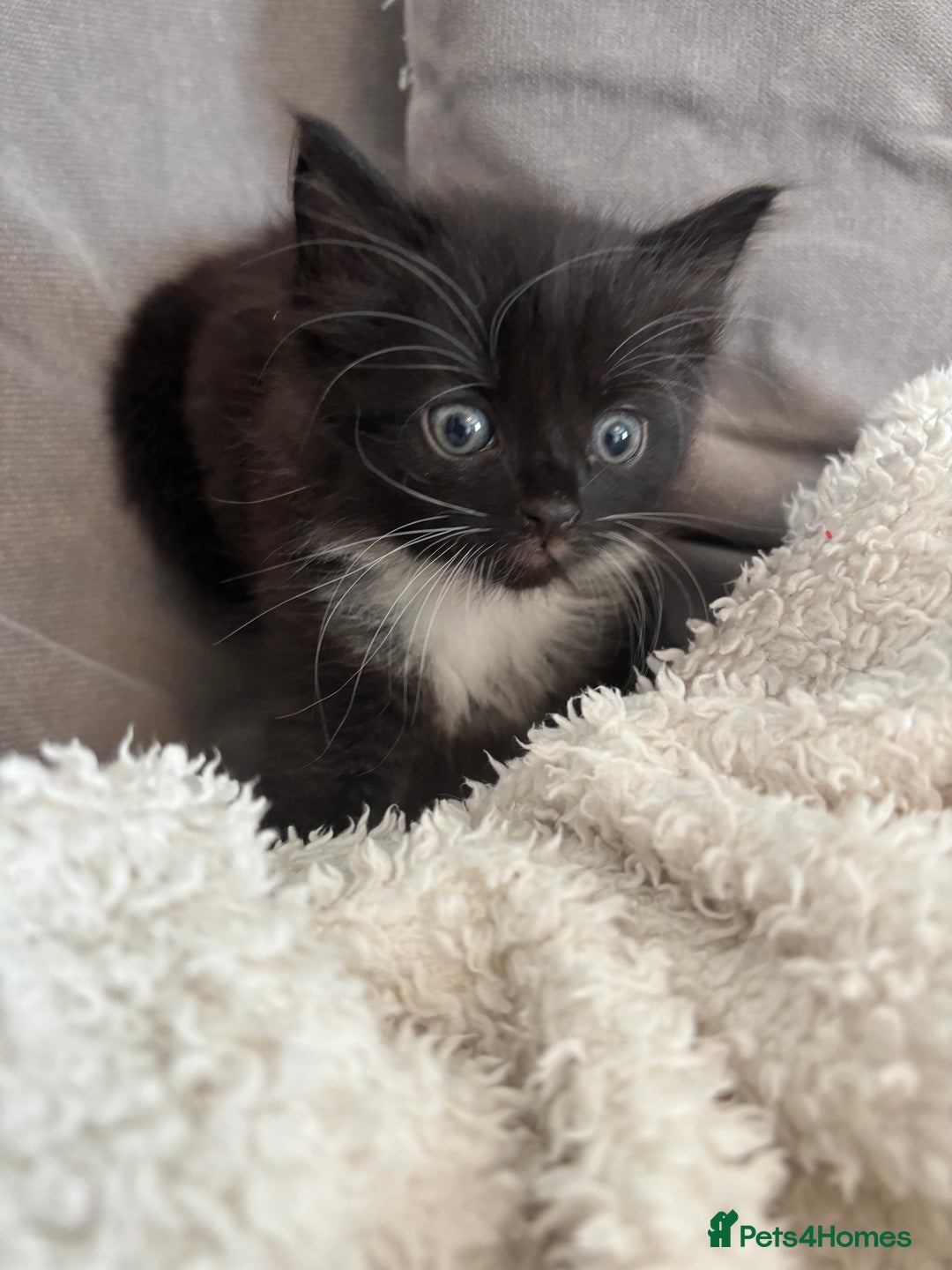 British Shorthair cats for sale: Two litters. 3 tabbies 4 fluffy black and white - Image 3
