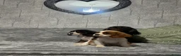 Cavalier King Charles Spaniel dogs for sale: KC Registered Health Tested CKCS Puppies - Advert 7