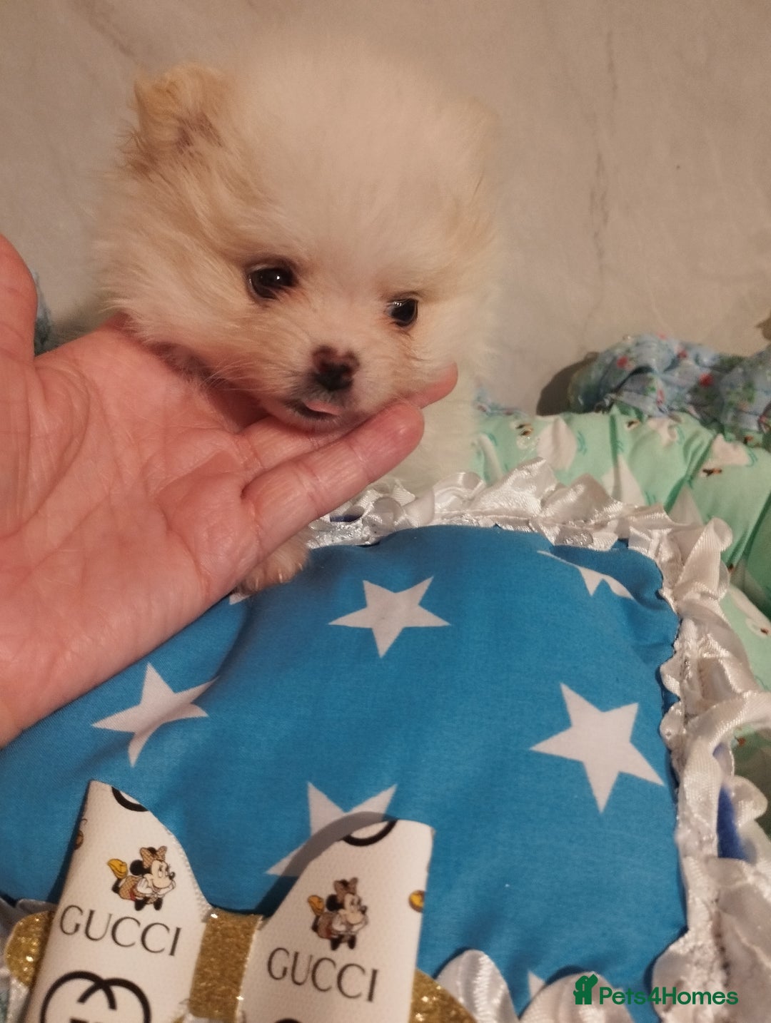 Pomeranian dogs for sale: 💝💝💝High-quality little boys💝💝💝 - Image 33