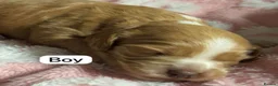 Cockapoo dogs for sale: Beautiful F2 cockapoo puppies - Advert 9