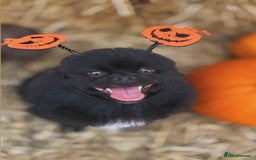 Pomeranian dogs for stud: Meet Badger – Premium Black Pomeranian Stud - Image 5