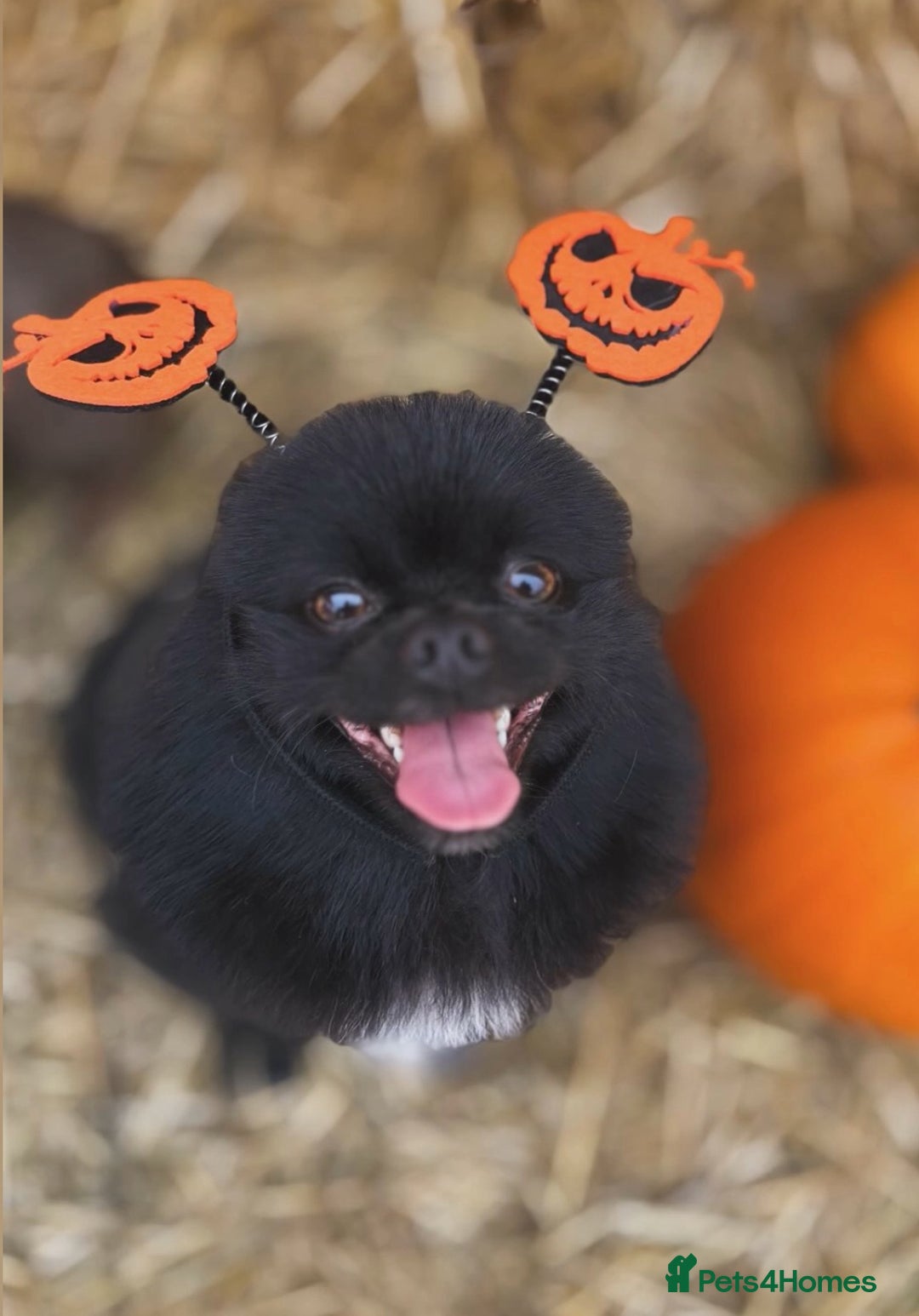 Pomeranian dogs for stud: Meet Badger – Premium Black Pomeranian Stud - Image 5