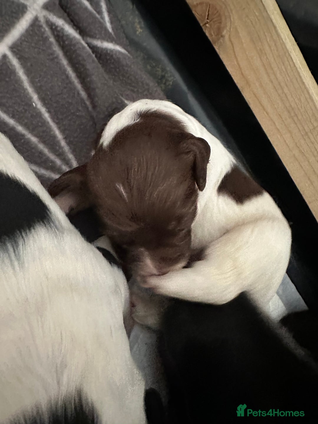 English Springer Spaniel dogs for sale: Springer spaniel puppies  - Advert 2