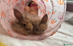 Lionhead rabbits for sale: 2 lion head sisters to rehome  - Image 1