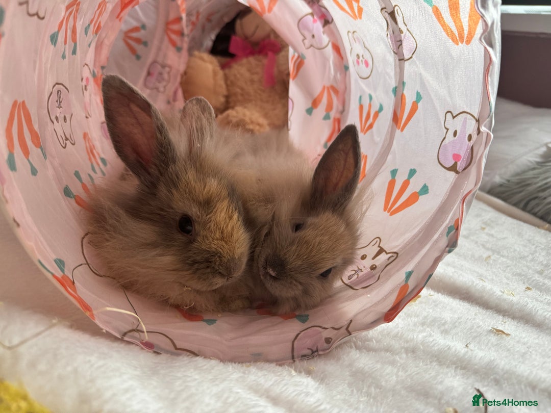 Lionhead rabbits for sale: 2 lion head sisters to rehome  - Image 1