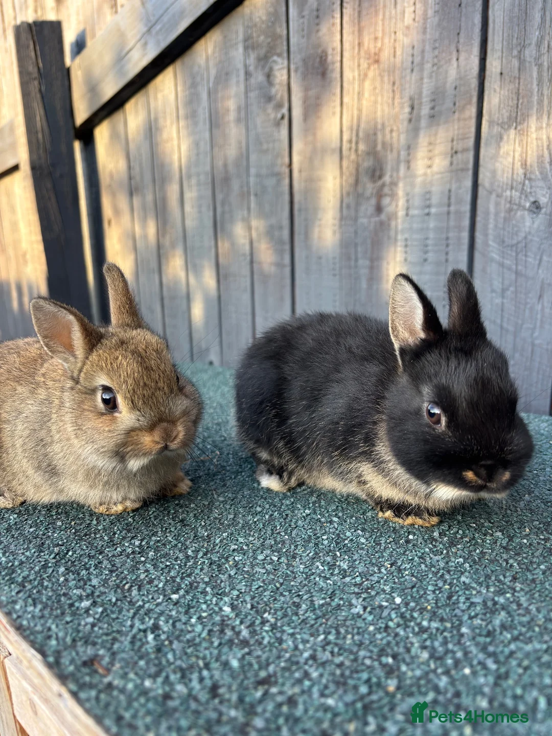 Netherland Dwarf rabbits for sale: Netherland dwarf babies - Advert 1