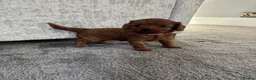 Cavalier King Charles Spaniel dogs for sale: Beautiful Cavalier King Charles Spaniel Puppies in Coventry - Advert 6