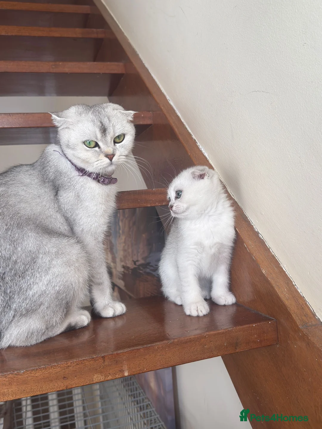 British Shorthair cats for sale: Beautiful kittens  - Advert 2