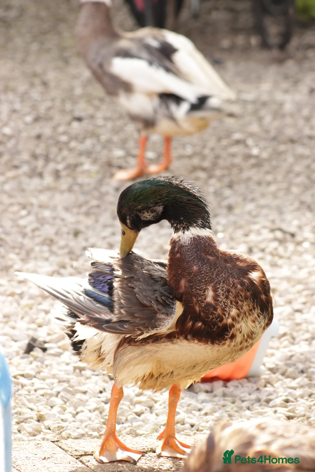 Ducks poultry for sale: 3 male runner ducks needing a new home - Advert 8