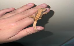 Gecko reptiles for sale: Multiple Baby crested geckos available  - Image 2