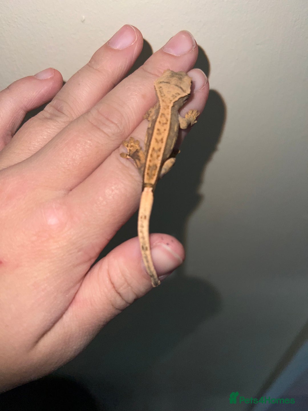 Gecko reptiles for sale: Multiple Baby crested geckos available  - Image 2