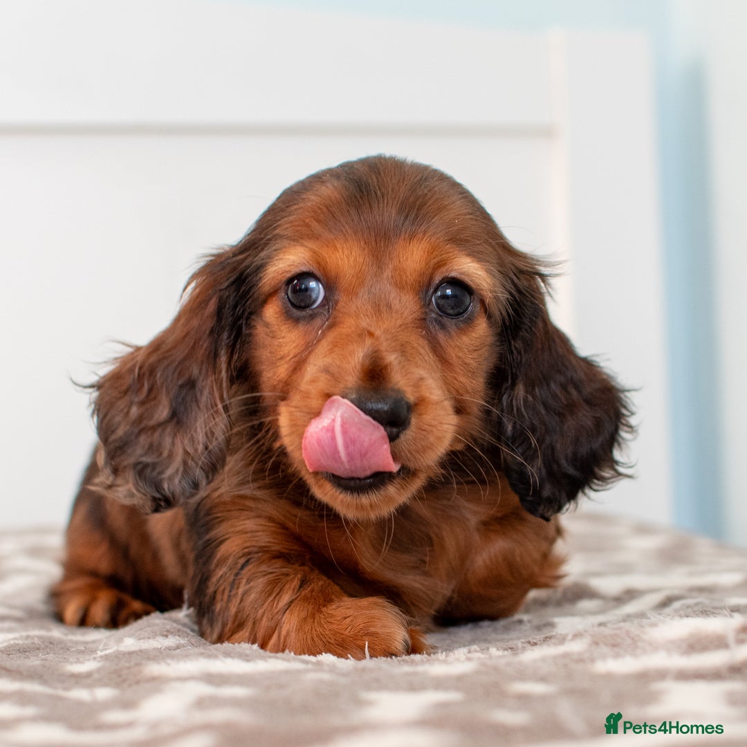 Miniature Dachshund dogs for sale:  Miniature Long-Haired Dachshund Puppies–Red Merle - Advert 17