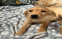 Labrador Retriever dogs for sale: Labrador puppy's  - Image 5