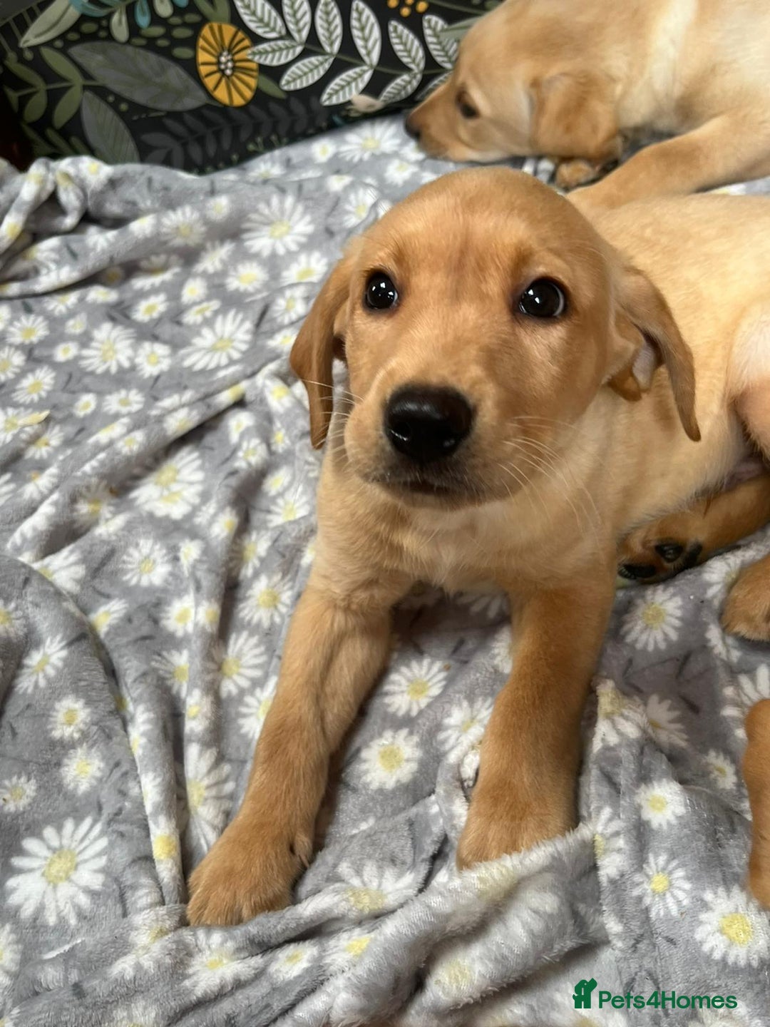 Labrador Retriever dogs for sale: Labrador puppy's  - Image 5
