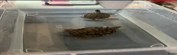 Turtle reptiles for sale: Two Mississippi Map Turtles  in Newry - Advert 3