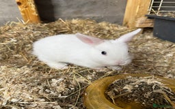 Mixed Breed rabbits for sale: Mixed breed cute bunny - Image 1