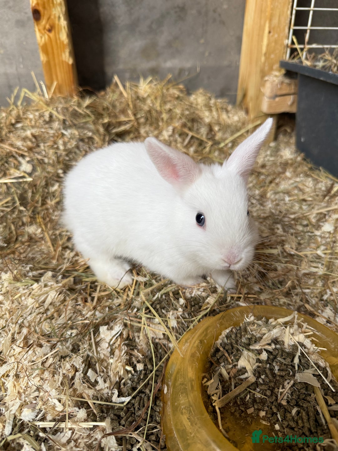 Mixed Breed rabbits for sale: Mixed breed cute bunny - Image 1