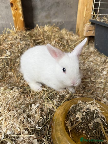 Mixed Breed rabbits for sale - Advert 4