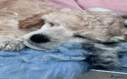 Miniature Poodle dogs for sale: Fabulous Miniature Poodle - Ready Now - Advert 3