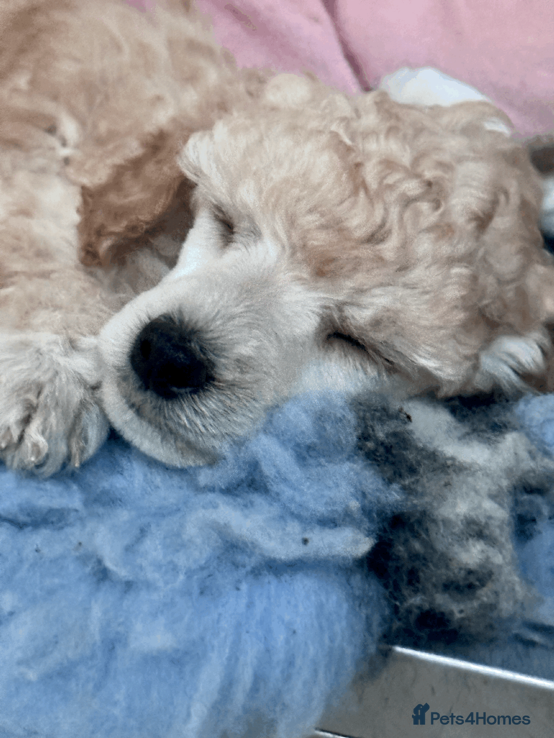 Miniature Poodle dogs for sale: Fabulous Miniature Poodle - Ready Now - Advert 3