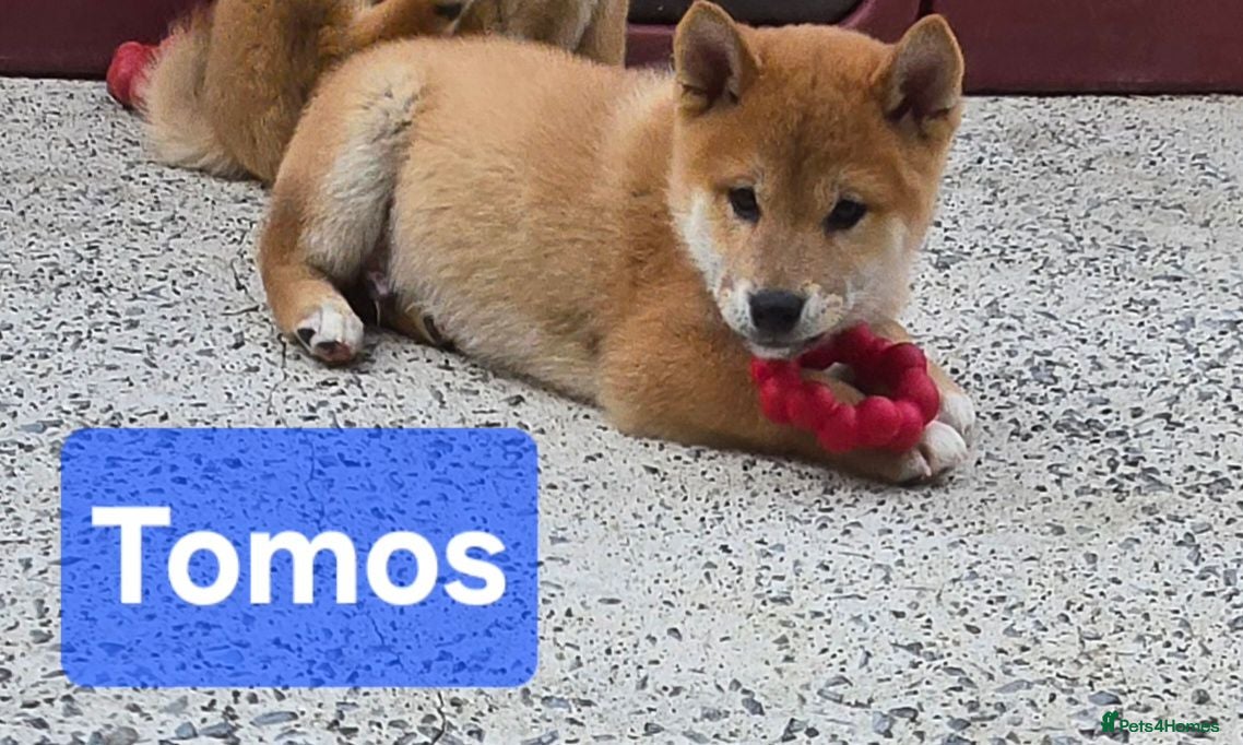 Japanese Shiba Inu dogs Foxy little shibas - Advert 2
