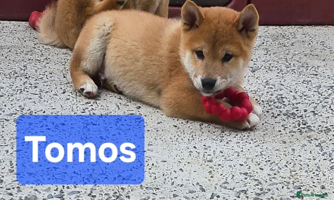 Japanese Shiba Inu dogs for sale: Foxy little shibas - Advert 1