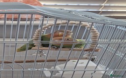 Lovebirds birds for sale: Stunning pair of bonded lovebirds  - Image 7