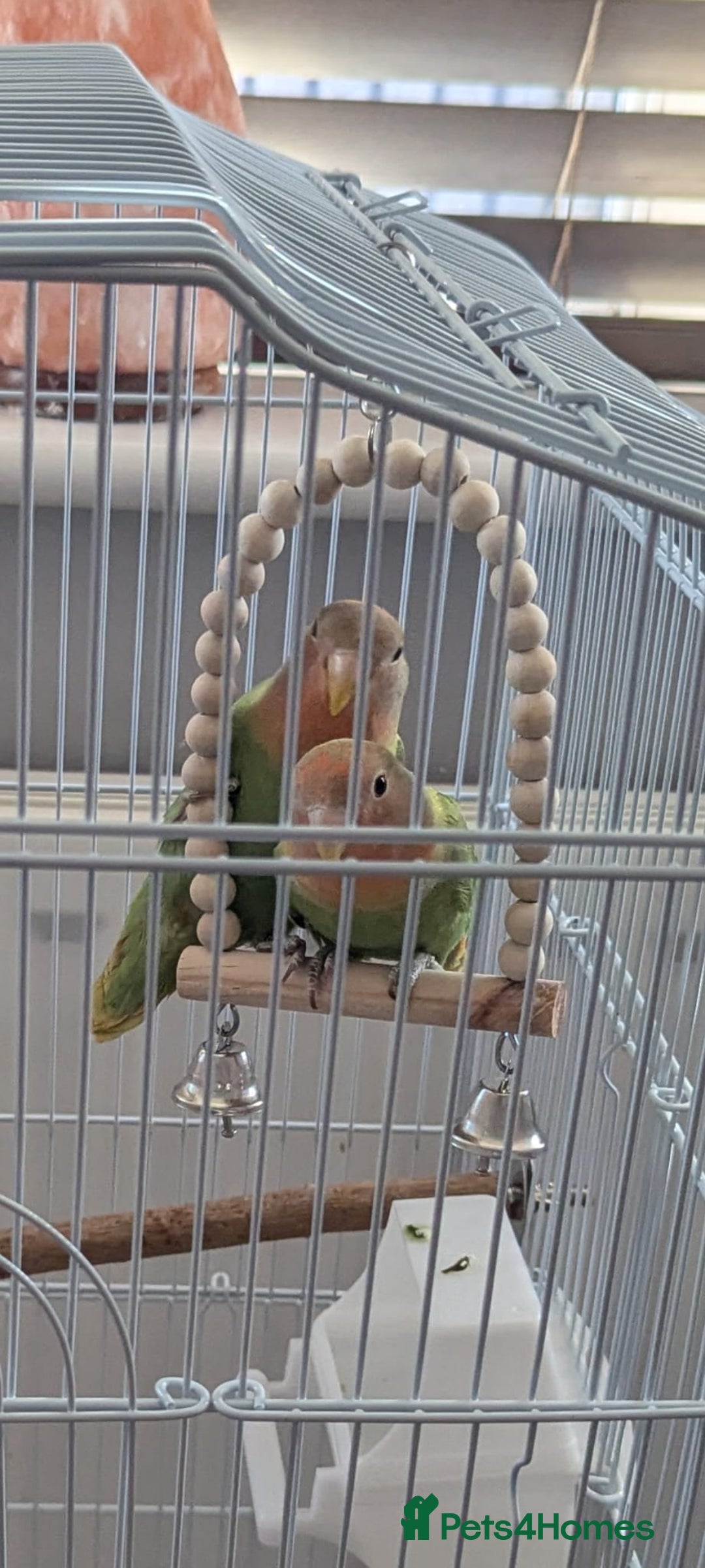 Lovebirds birds for sale: Stunning pair of bonded lovebirds  - Image 7