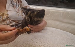 Mixed Breed cats for sale: One beautiful kitten - Image 1