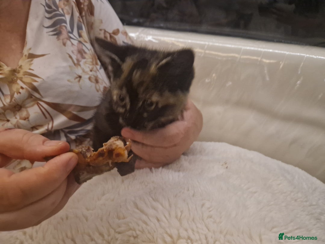 Mixed Breed cats for sale: One beautiful kitten - Image 1