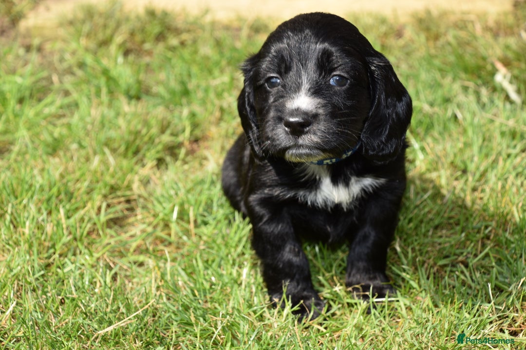 Cocker Spaniel dogs for sale: Kc Reg Cocker Spaniel Puppies Available - Image 6