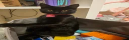 Mixed Breed cats for sale: Beautiful black cat - Advert 12
