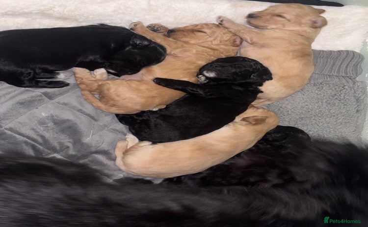 Mixed Breed dogs Cockapoochon puppies - Advert 12