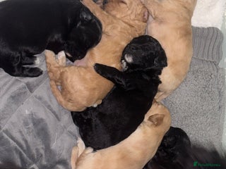 Mixed Breed dogs Cockapoochon puppies - Advert 13