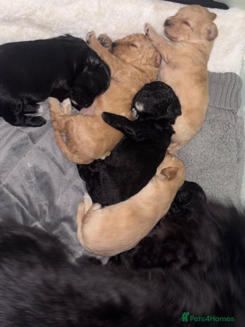 Mixed Breed dogs Cockapoochon puppies - Advert 12