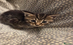 Mixed Breed cats for sale: 5 Adorable Kittens Ready for New Homes! - Image 24