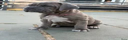 Mixed Breed dogs for sale: Neapolitan mastiff - Advert 11