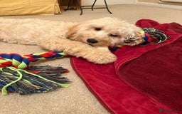 Mixed Breed dogs for sale: Cockapoo 11 months old - Image 2