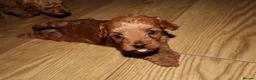Maltipoo dogs for sale: 🐶 Stunning Brown/Red F1B Maltipoo Puppies ❤️ in Luton - Advert 14