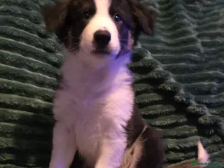 Border Collie dogs Border collie pups - Advert 2