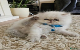Persian cats for sale: Stunning Pedigree Persian Kitten - Image 13