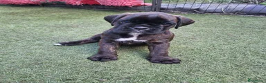 Boxer 5