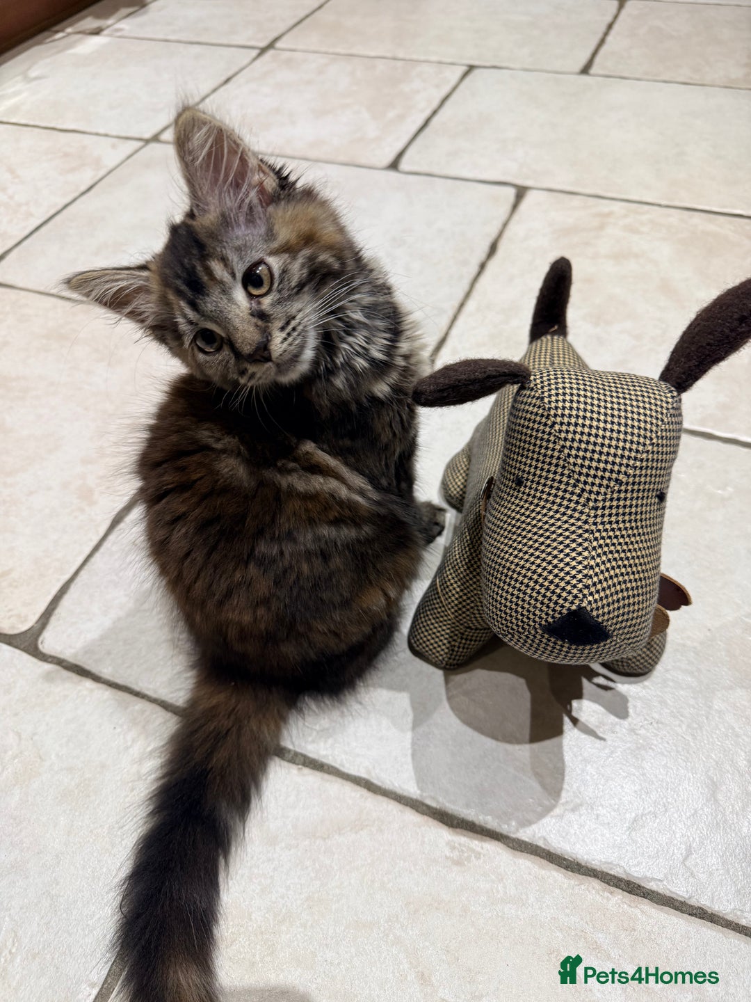 Mixed Breed cats for sale: 🐾 Beautiful 3-Month-Old Female Kitten – Luna 🐾 - Advert 1