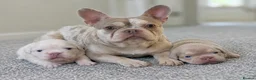 French Bulldog dogs for sale: RARE FLUFFY FRENCHIE PUPPIES!! - Advert 6